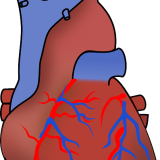 心筋梗塞の危険性を調べる心筋シンチグラフィ（心血流シンチグラフィ）の役割