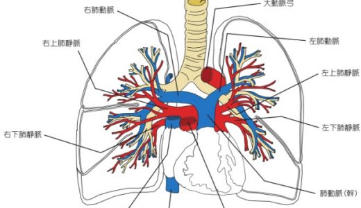 肺血流シンチ、肺換気シンチの役割と仕組み